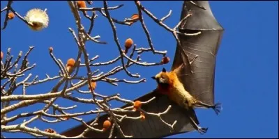 Les roussettes ouvrent largement leur bouche pour baîller avant de s'endormir.