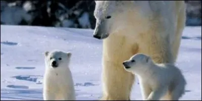 Que font les ourses polaires pour donner naissance à leurs petits ?