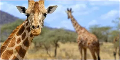 Comment s'appelle les deux appendices osseux sur la tête de la girafe ?