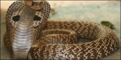 A quelle famile appartient le cobra royal ?