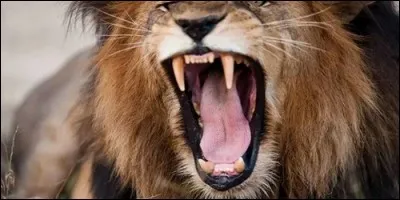 Jusqu'à quelle distance peut-on entendre le rugissement du lion ?