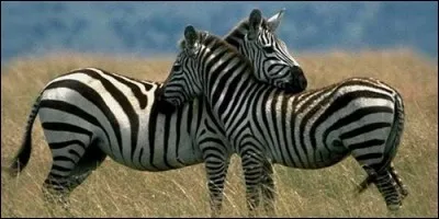 Les zèbres se grattent le dos à deux. Comment appelle-t-on cette position ?