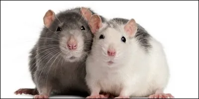 Les femelles rats peuvent avoir plusieurs portées par an. Elles sont particulièrement :