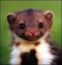 Quel est le nom de l'argent croate ?