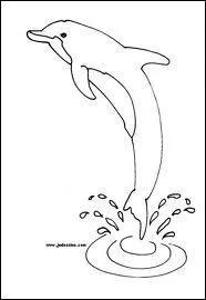 A quel chocolat vous fait penser ce joli dauphin ?