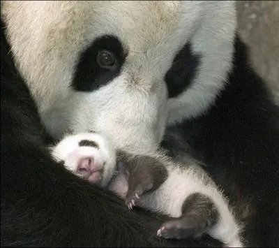 A l'tat sauvage, la maman panda peut lever ...