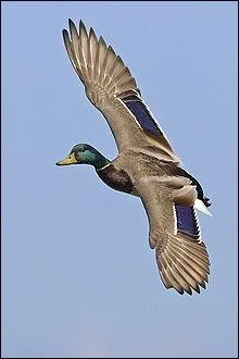 La migration concerne-t-elle toutes les espces de canard ?