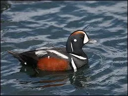 Quelle est cette race de canard plongeur trs color ?