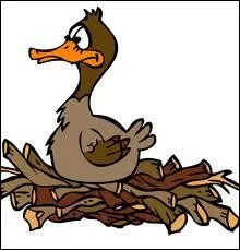 Quelle est la dure moyenne d'incubation chez les canards ?