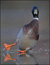 Oups ! A quelle famille les canards appartiennent-ils ?