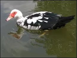 Quelle est cette race de canard  la tte caractristique ?