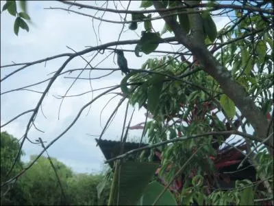 Seul oiseau au monde capable de voler  reculons, il butine des fleurs en ...