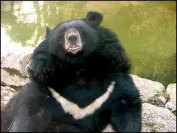 Il vit dans une rgion abominable, souvent pleine de neige !