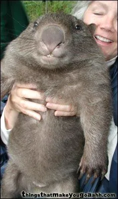 Il vient d'un continent o l'on peut voir le diable !