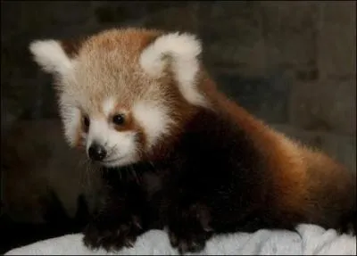 Synonyme d'un clic que vous utilisez souvent, il vit en ...