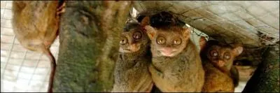 Il est minuscule et chasse des insectes en ...