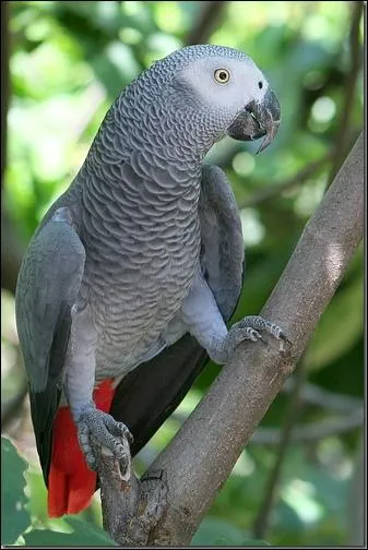 Ce splendide perroquet est un :