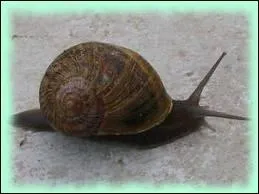 L'escargot nomm 'gros gris' est originaire :