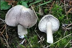Quel est ce champignon appel 'petit gris' ou 'griset' ?