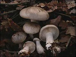 Ce champignon est un clitocybe appel aussi mousseron d'automne et bien connu sous le nom de :