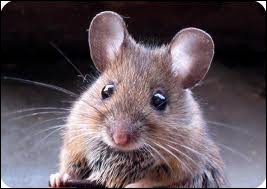 La souris et le rat ne sont pas de la même espèce car : (1 bonne réponse)