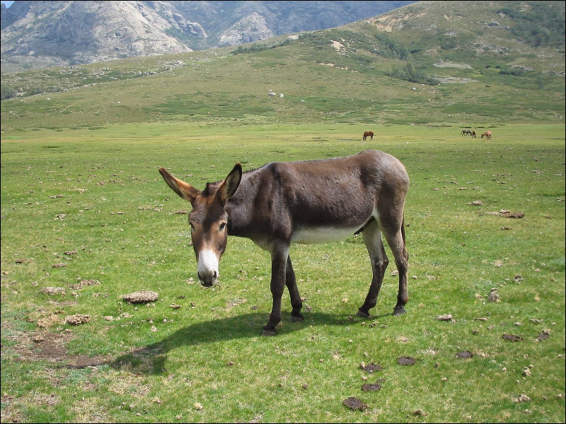 La mule et le mulet sont les petits d'un âne et d'une jument (2 bonnes réponses)