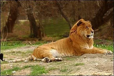 Le tigron, issu de la reproduction entre un tigre et une lionne est : (plusieurs rponses)