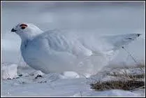 Camoufl dans la neige !