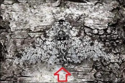 Camouflage arboricole !