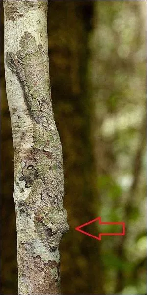 Spcial oeil de lynx !