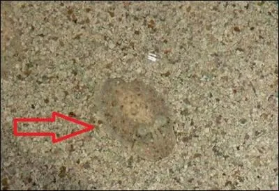 Le premier coup de grce !