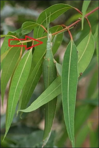 Une deuxime pause avant l'assaut final ?