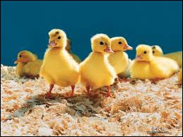 Un canard peut féconder 4 ou 5 canes. Combien d'oeufs pondront-elles chacune (entre mars et avril) ?