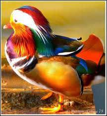 Quelle est l'espèce de ce canard mâle reconnaissable à la forme de ses ailes et à ses couleurs ?