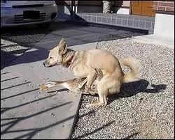 Les chiens peuvent-ils se reproduire avec les canards ?