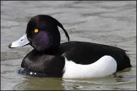 Quelle est cette espce de canard plongeur ?