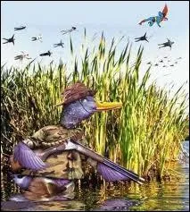Comment chasse-t-on le canard ?