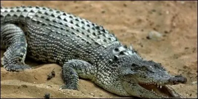 Le crocodile est un mammifère.