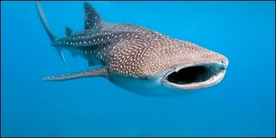 Combien de tonnes d'eau par heure le requin-baleine peut-il filtrer grâce à son immense bouche ?