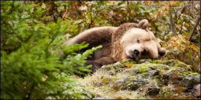Combien dure l'hibernation d'un ours brun ?