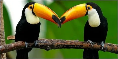 Que fait un couple de toucan toco pendant la période de reproduction ?