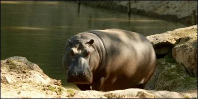 Pour protéger sa peau du soleil, l'hippopotame produit une substance bleue qui agit comme un écran protecteur.
