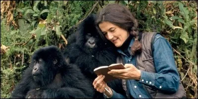 Comment s'appelle cette ethnologue américaine, qui a habité avec les gorilles dans leur milieu naturel pendant près de 18 ans ?