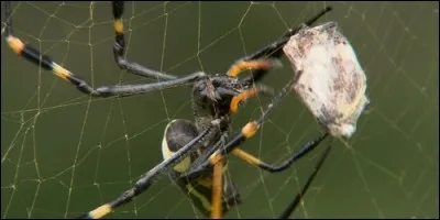 Pour manger sa proie, l'araignée lui injecte des sucs qui la rendent liquide.