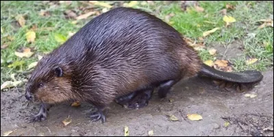 Que fait le castor pour prévenir ses congénères d'un danger ?
