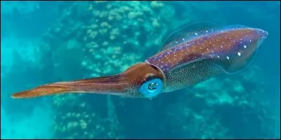 De quelle couleur est le sépia, encre que le calamar géant éjecte afin de se protéger contre les cachalots ?