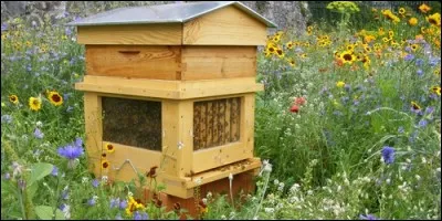 Combien d'abeilles peuvent vivre dans une ruche ?