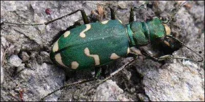 Quand la cicindèle est effrayé, que fait-elle ?