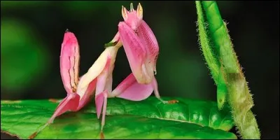Que peut manger quelquefois la mante orchidée pour avoir sa dose de vitamines ?