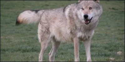 Lorsque le loup met sa queue toute droite, que cela signifie-t-il ?